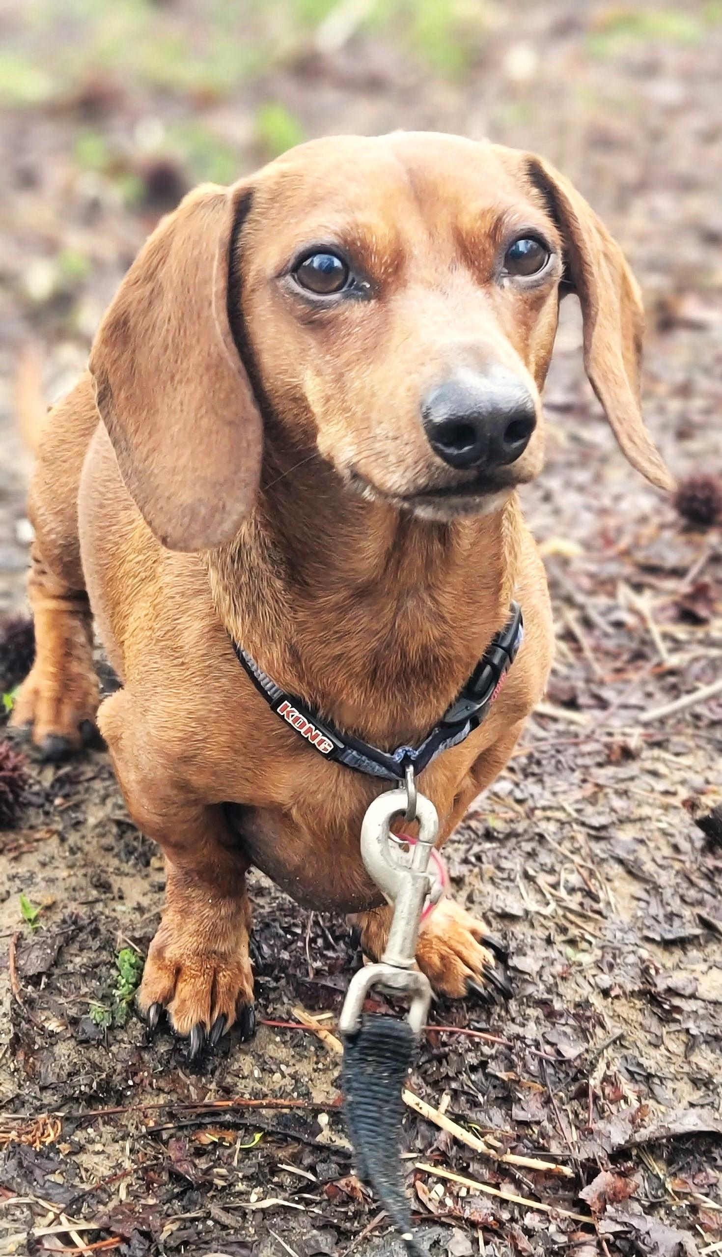 Enlarge Luke in NC, a ADOPTABLE Dachshund in Winston-Salem, NC image 4/5