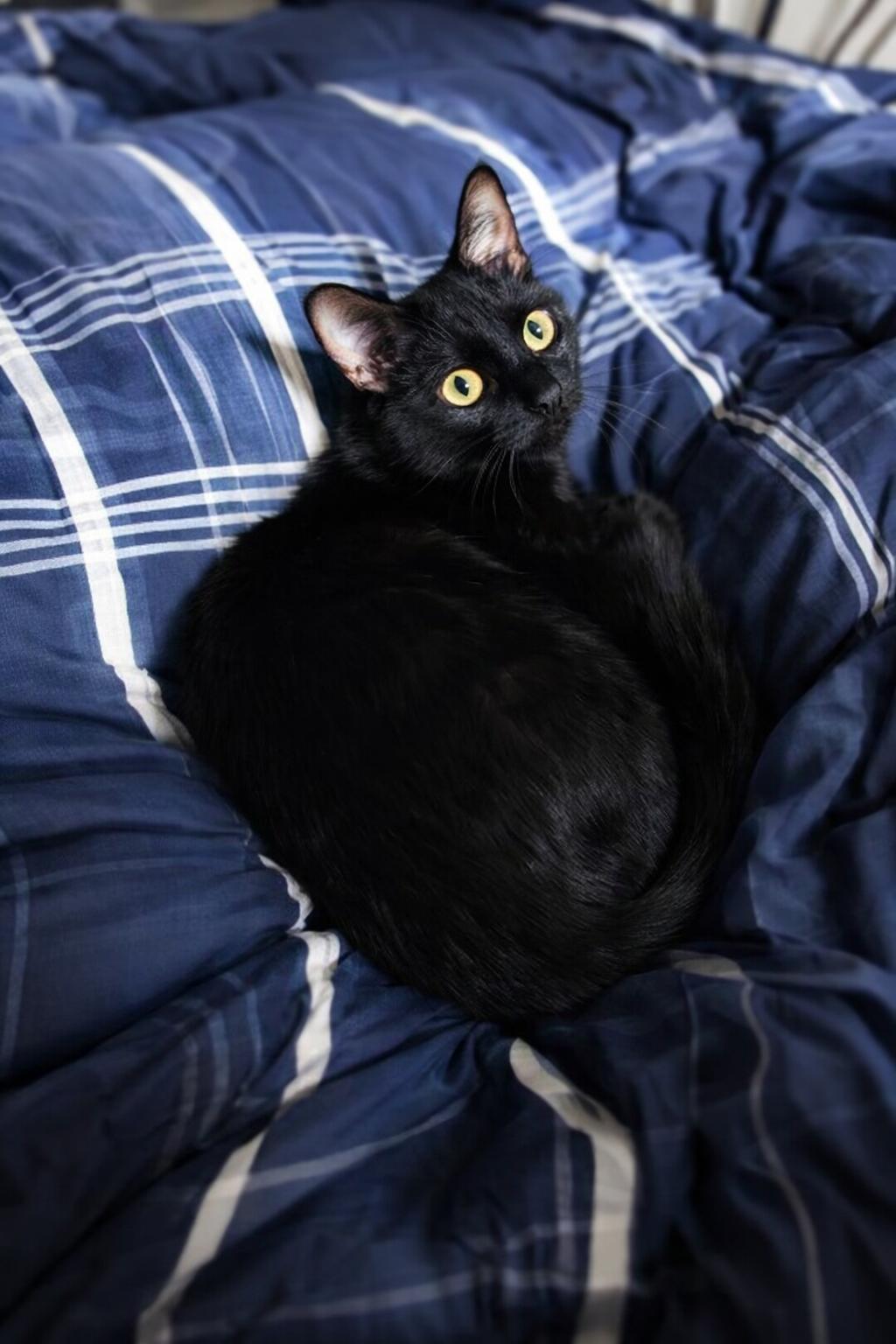 Luigi, Adoptable, Young Female Domestic Short Hair.