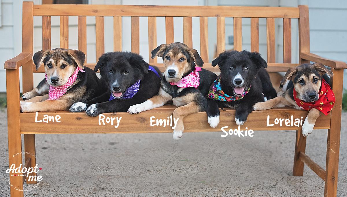 Rory, a Adoptable mixed breed in Kingwood, TX image 5/6