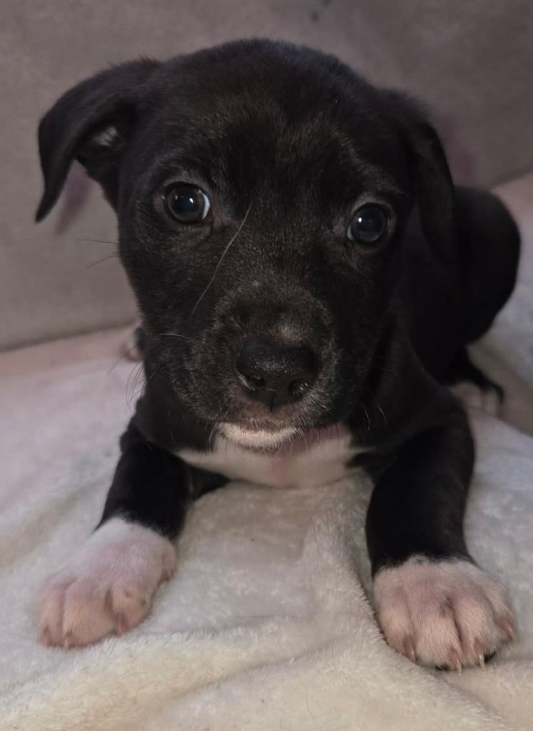 Miles $500, Adoptable, Puppy Male Plott Hound.