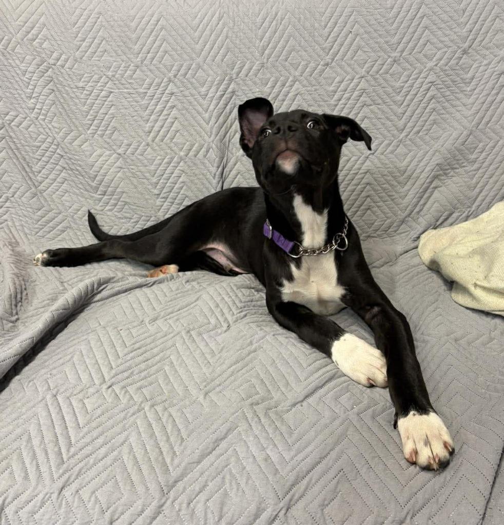 Miles $500, Adoptable, Puppy Male Plott Hound.