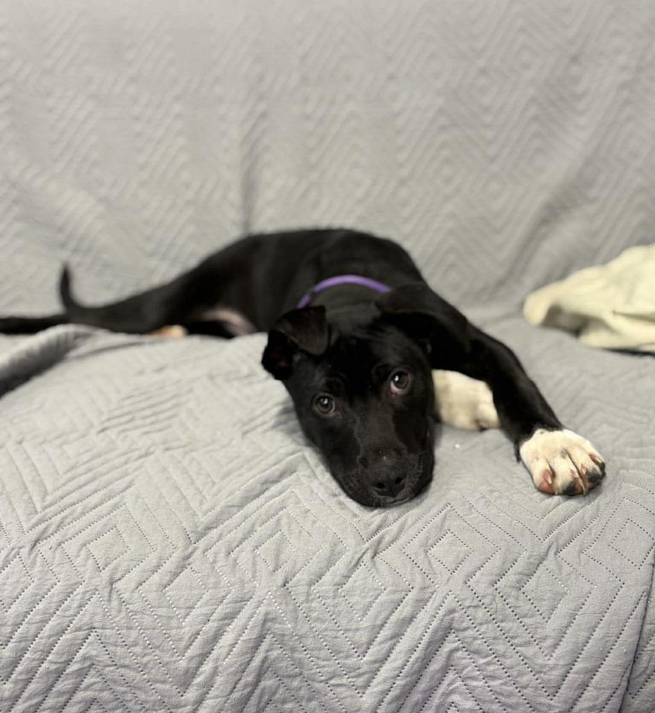 Enlarge Miles $500, a Adoptable mixed breed in Milwaukee, WI image 2/6