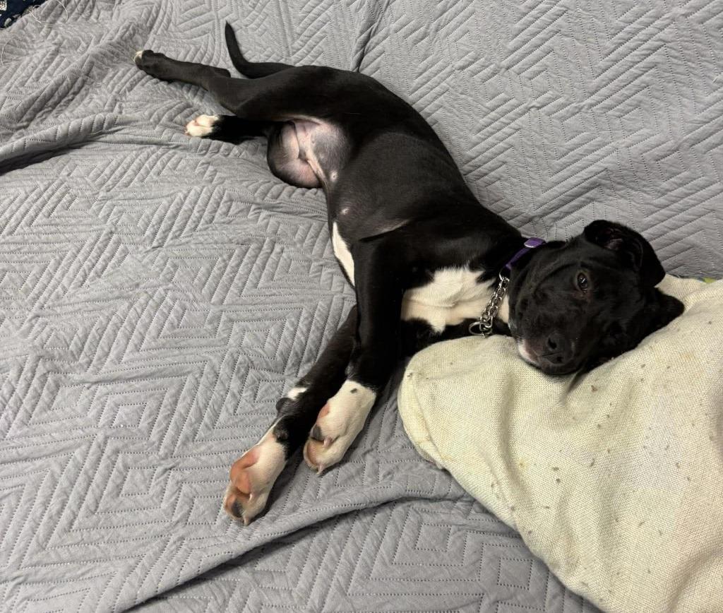 Enlarge Miles $500, a Adoptable mixed breed in Milwaukee, WI image 3/6