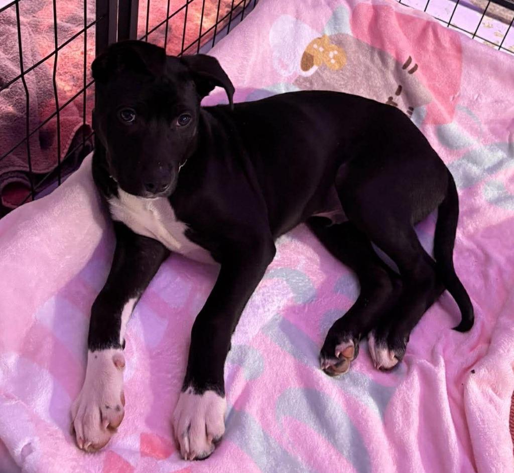 Enlarge Miles $500, a Adoptable mixed breed in Milwaukee, WI image 4/6