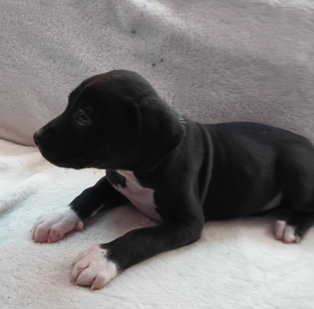 Enlarge Miles $500, a Adoptable mixed breed in Milwaukee, WI image 2/3