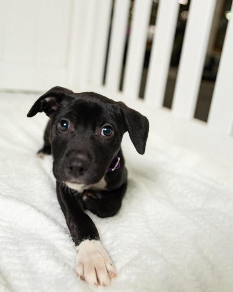 Enlarge Miles $500, a Adoptable mixed breed in Milwaukee, WI image 3/3