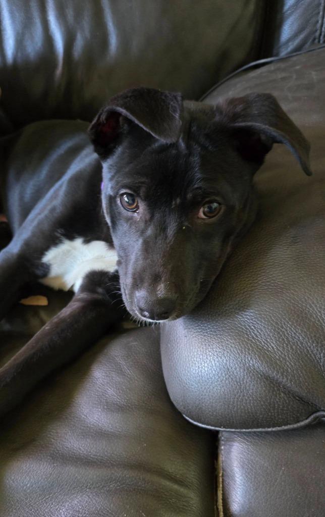 Enlarge Miles $500, a Adoptable mixed breed in Milwaukee, WI image 5/6