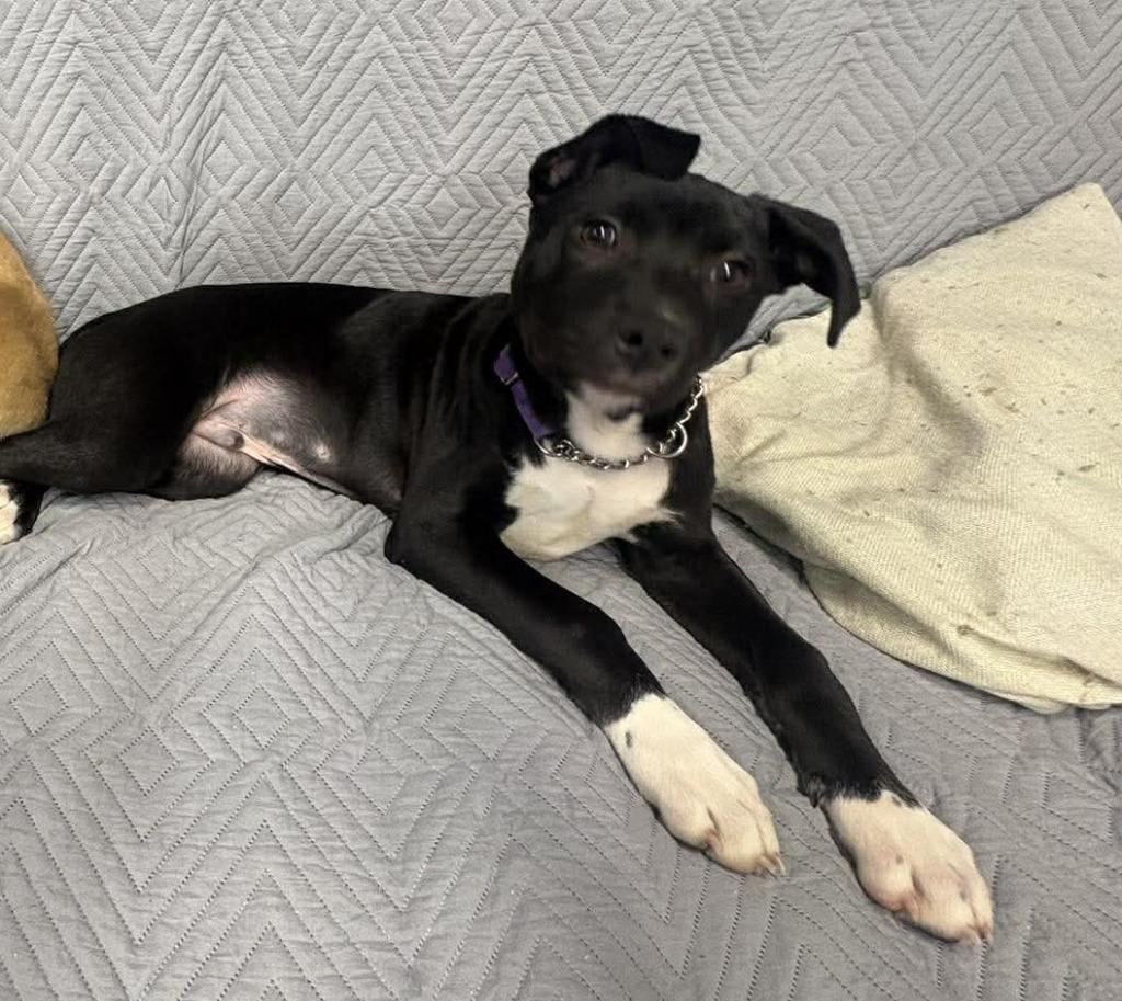 Enlarge Miles $500, a Adoptable mixed breed in Milwaukee, WI image 6/6