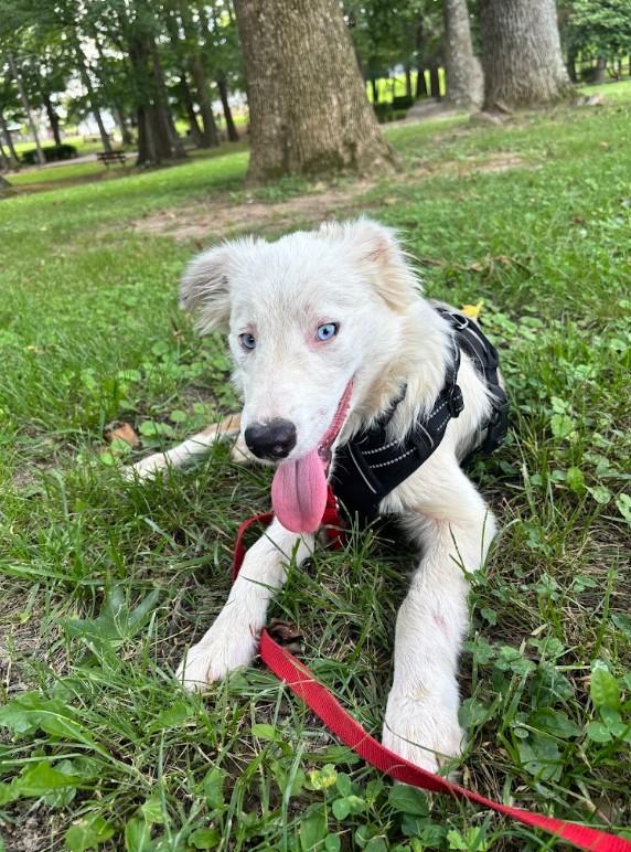 Enlarge Skylar, a ADOPTABLE Australian Shepherd in Joppa, AL image 3/3