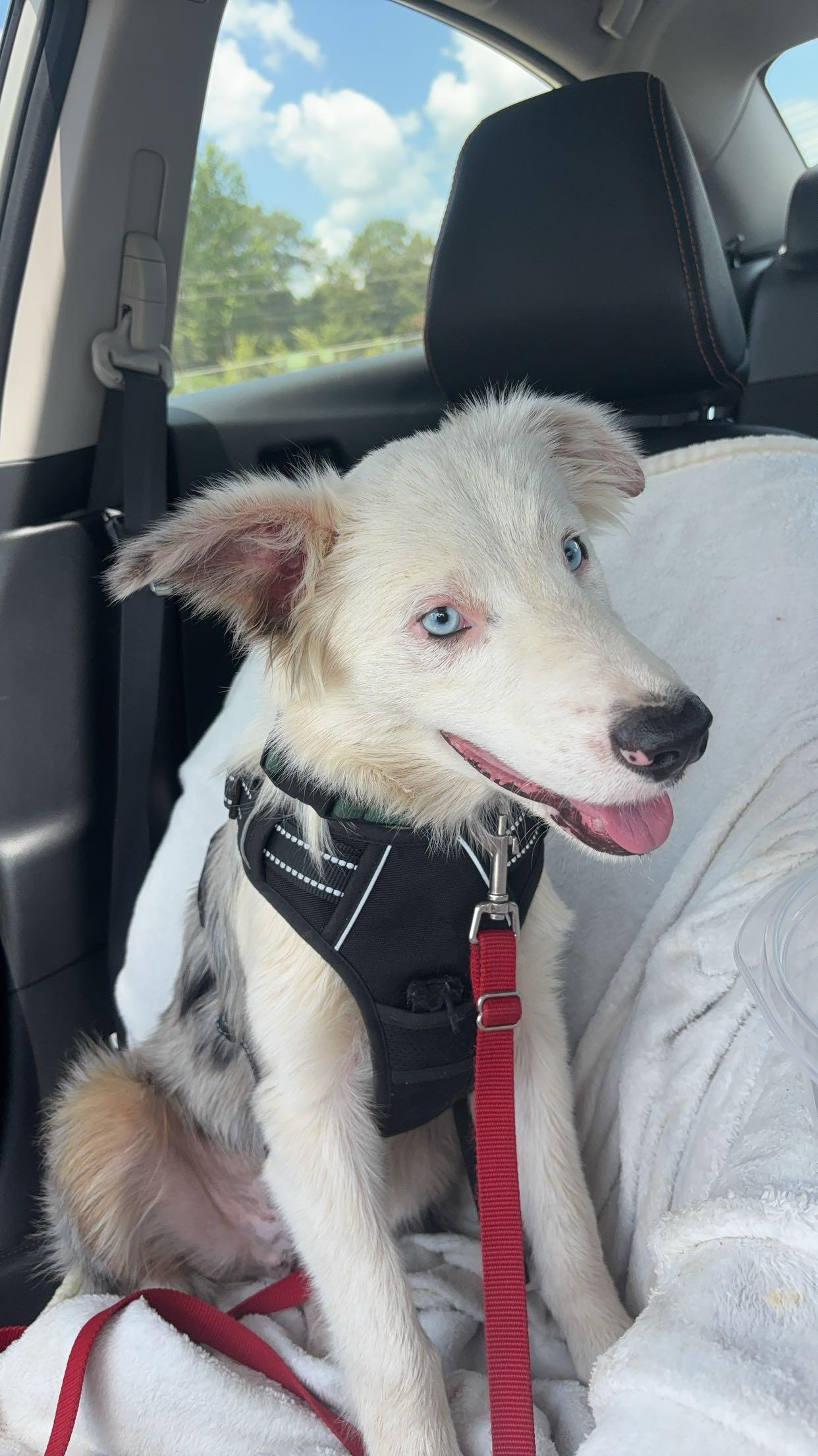 Enlarge Skylar, a ADOPTABLE Australian Shepherd in Joppa, AL image 2/3