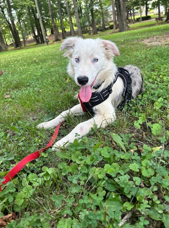 Skylar, ADOPTABLE, Young Male Australian Shepherd.