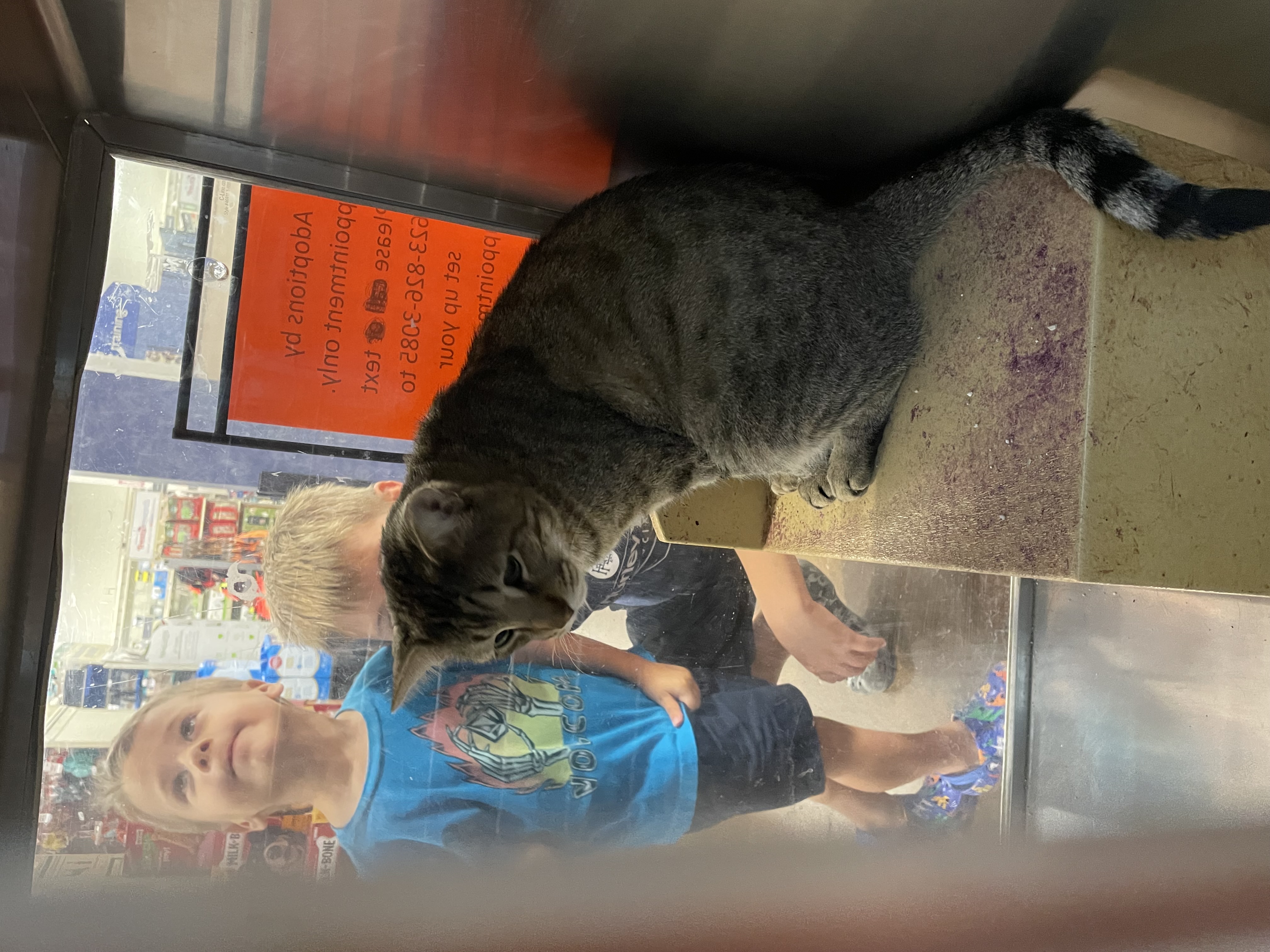 Cougar, an adoptable Domestic Short Hair, Bengal in Buckeye, AZ, 85396 | Photo Image 1
