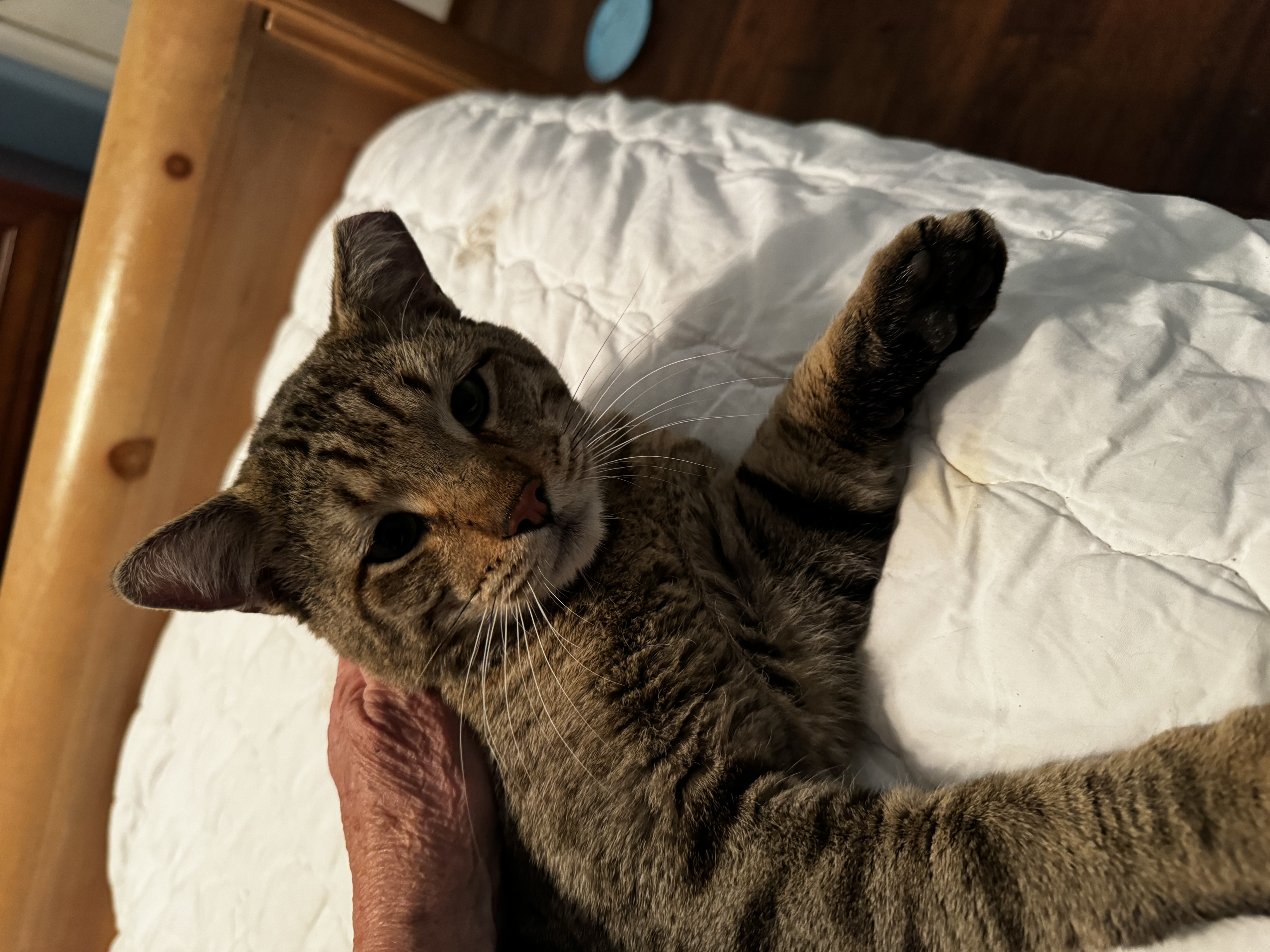 Cougar, an adoptable Domestic Short Hair, Bengal in Buckeye, AZ, 85396 | Photo Image 2