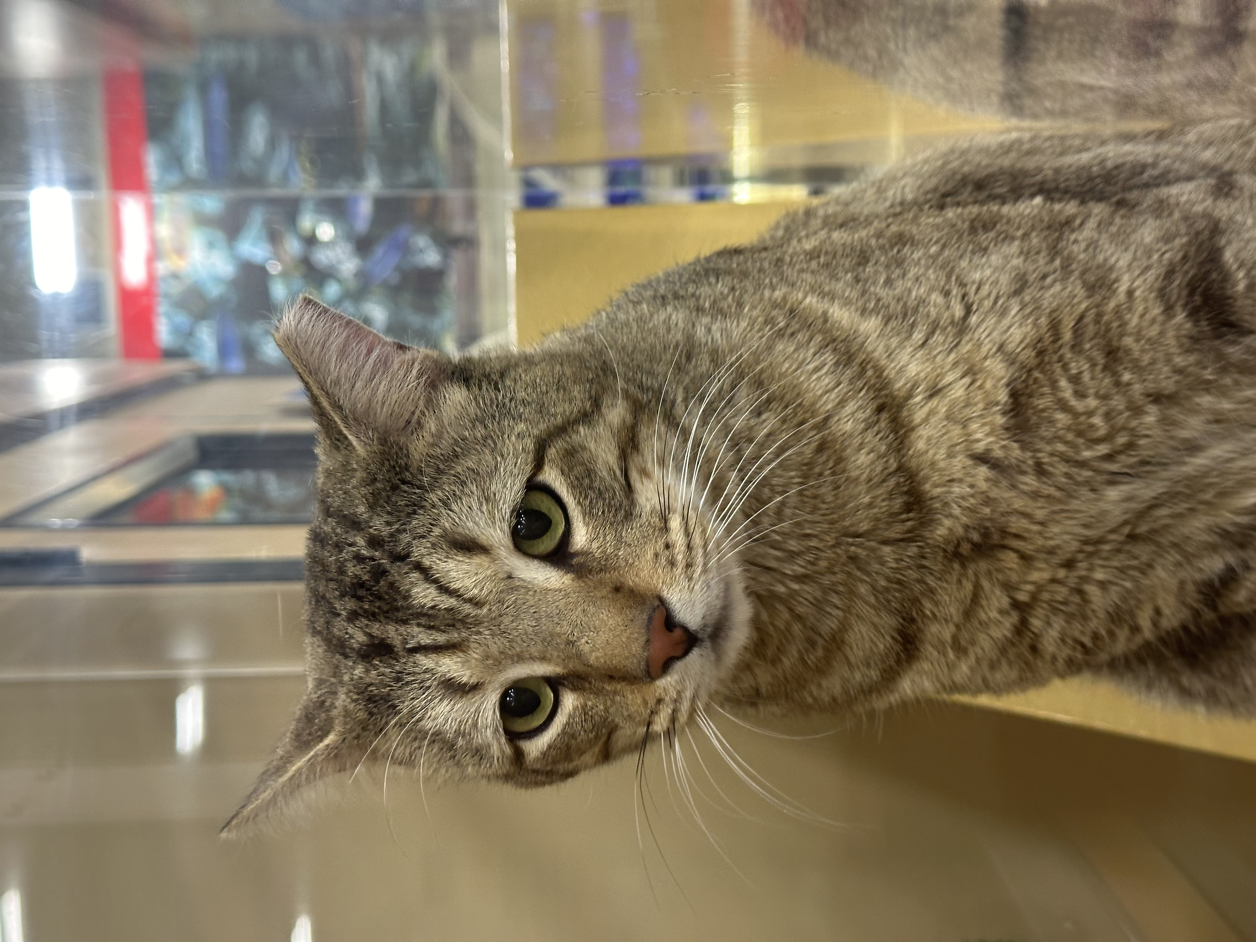 Cougar, an adoptable Domestic Short Hair, Bengal in Buckeye, AZ, 85396 | Photo Image 3