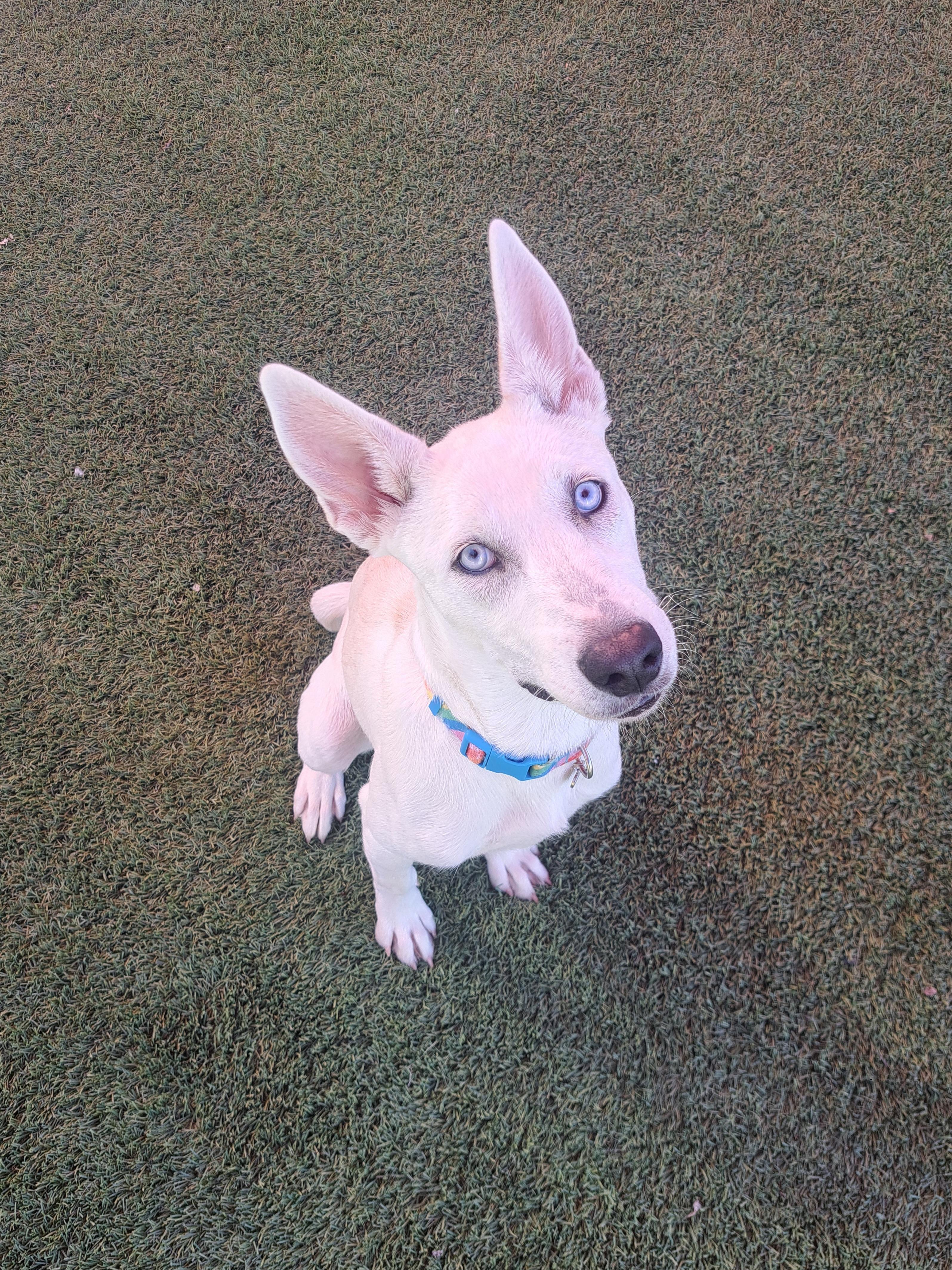 Anaise, a Adoptable mixed breed in Glendale, AZ image 4/4