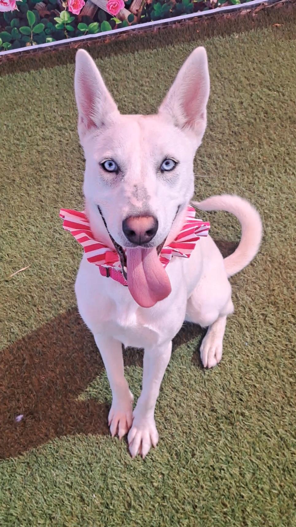 Anaise, adoptable, Young Female Siberian Husky & Pit Bull Terrier.