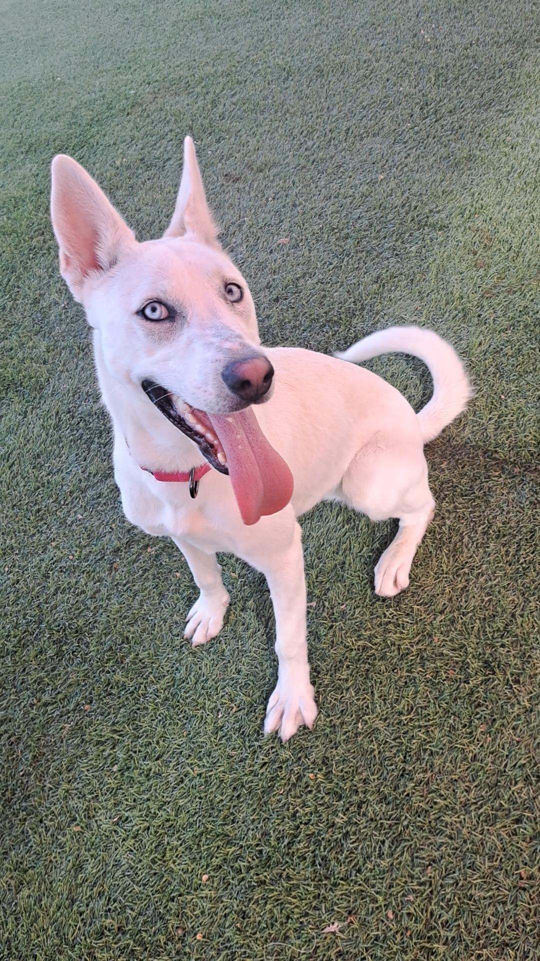 Enlarge Anaise, an adoptable mixed breed in Glendale, AZ image 1/4