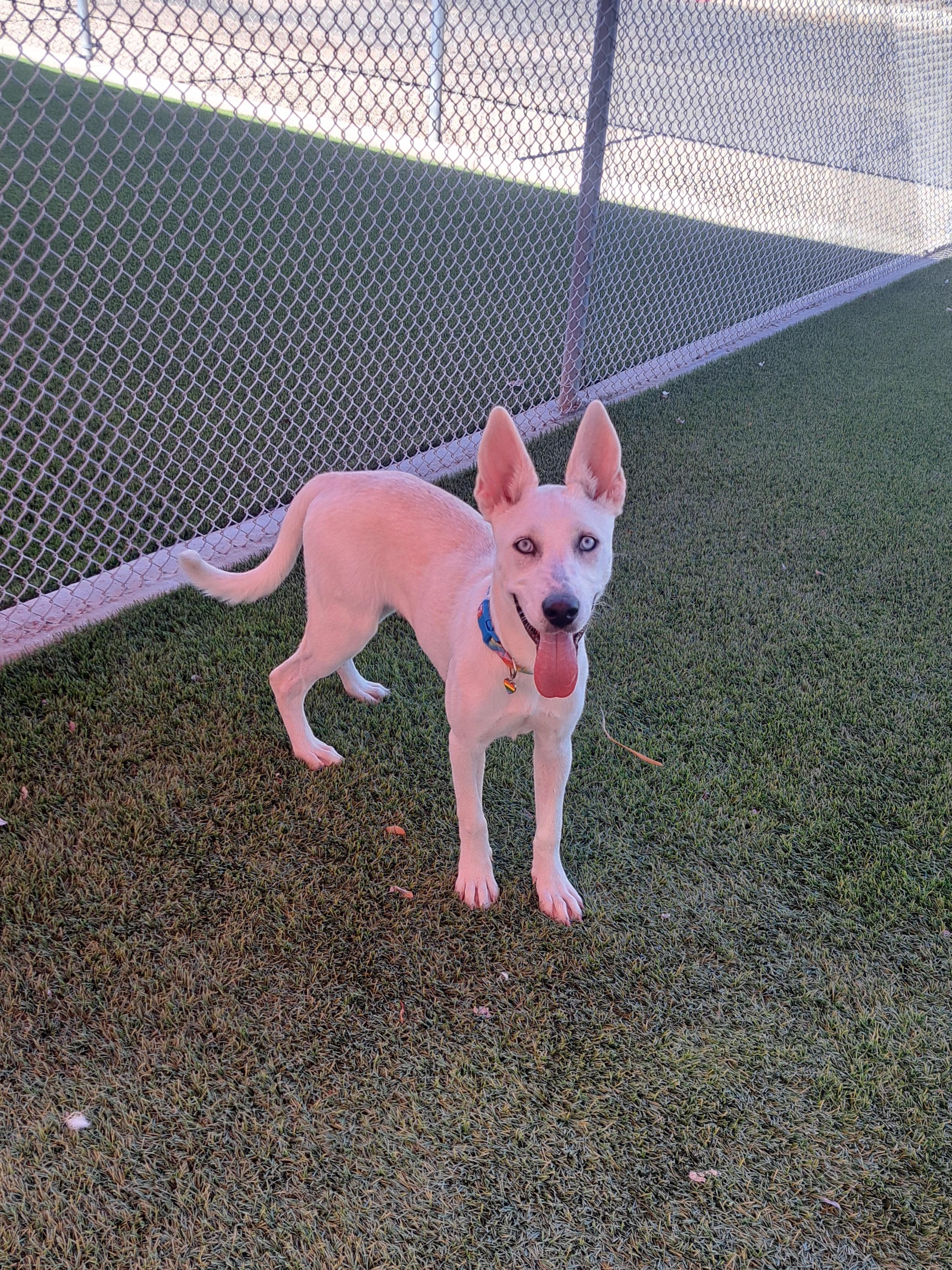 Anaise, a Adoptable mixed breed in Glendale, AZ image 2/4