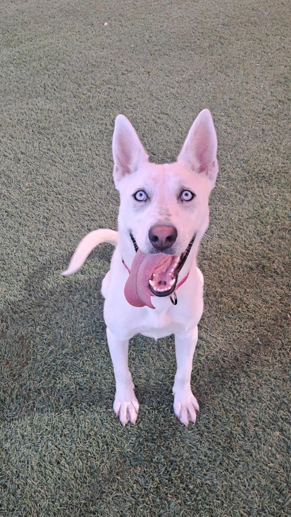 Enlarge Anaise, an adoptable mixed breed in Glendale, AZ image 4/4