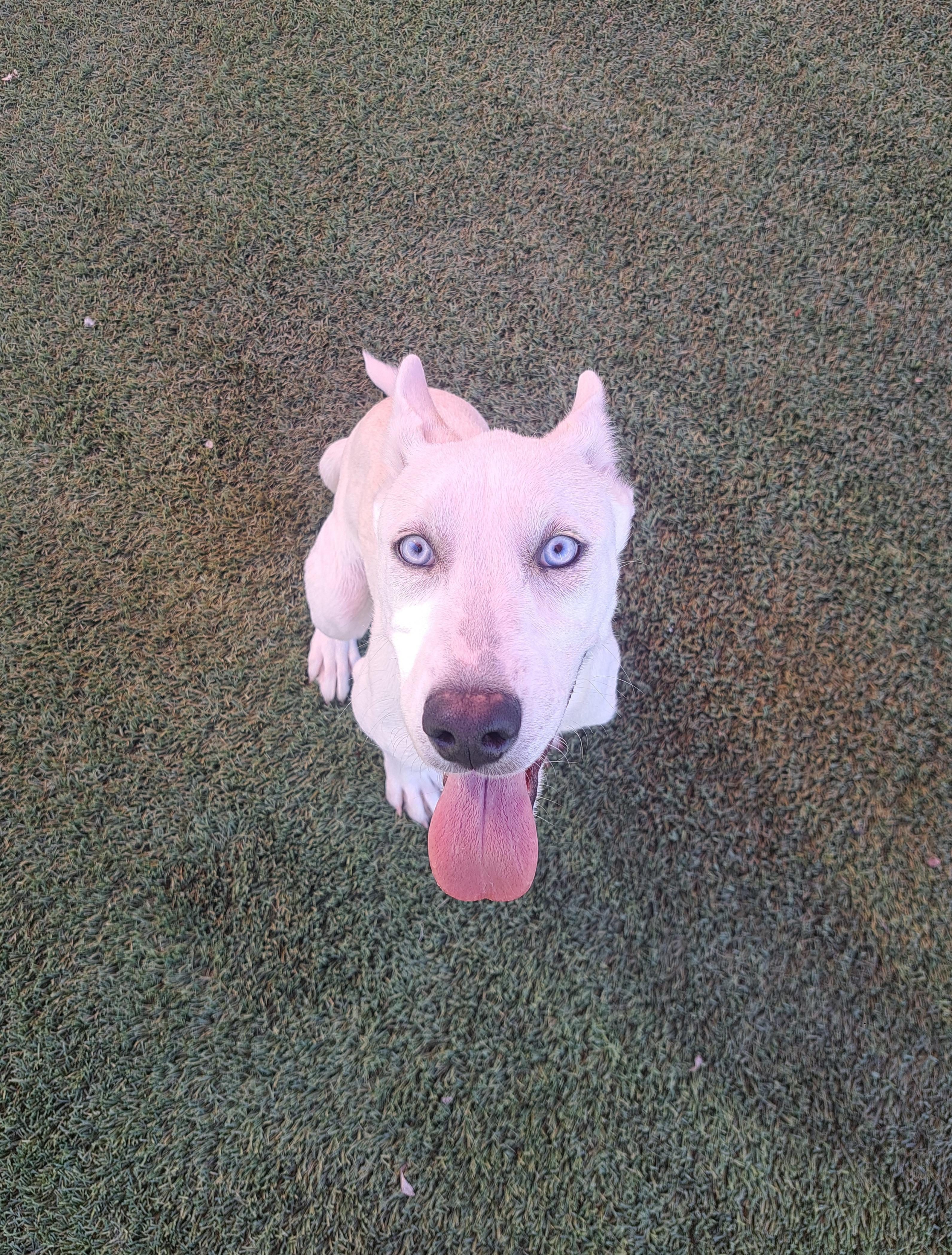 Anaise, a Adoptable mixed breed in Glendale, AZ image 3/4