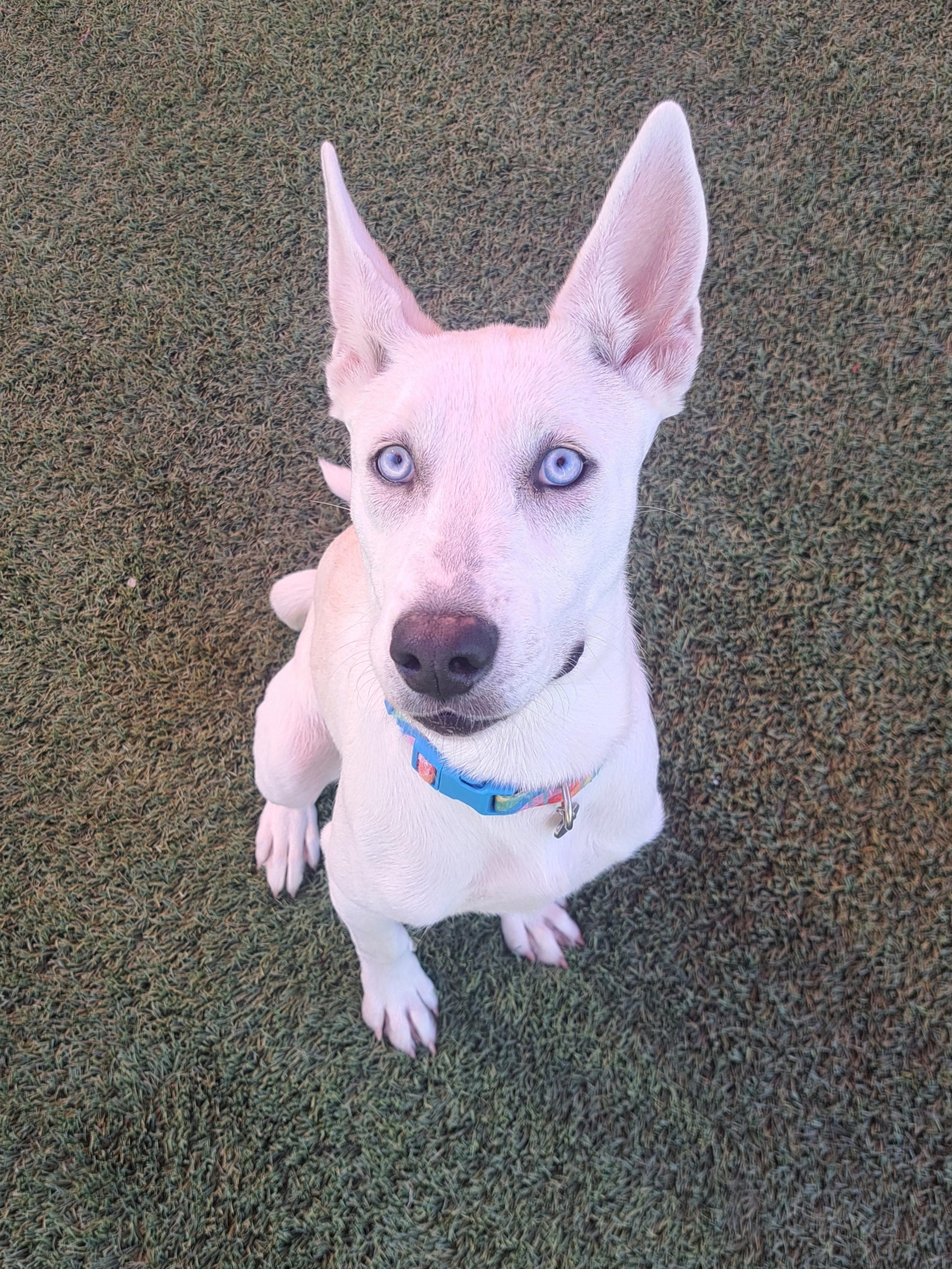 Anaise, a Adoptable mixed breed in Glendale, AZ image 1/4