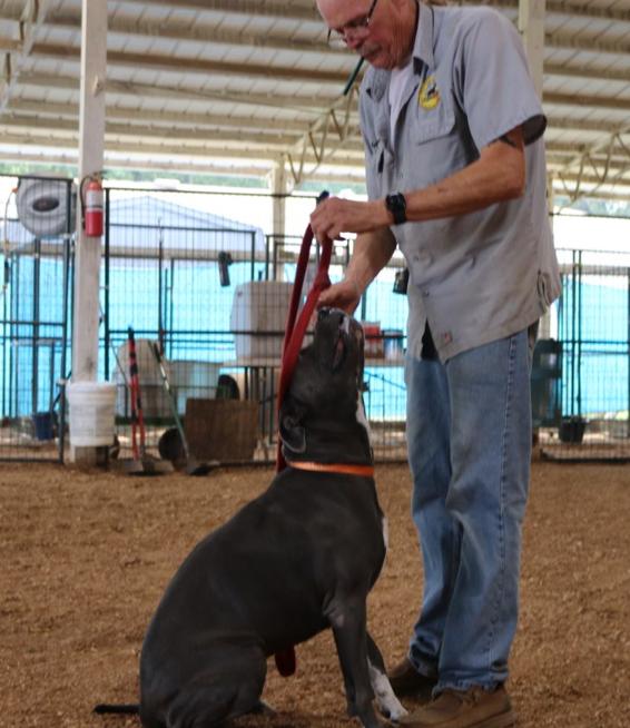 Bliev, a Adopted American Staffordshire Terrier in Lawrenceburg, TN image 1/2