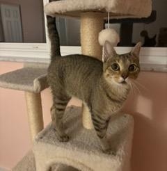 Enlarge Francine, a Adoptable Domestic Short Hair in Cincinnati, OH image 5/5