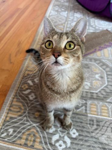 Enlarge Francine, a Adoptable Domestic Short Hair in Cincinnati, OH image 3/5