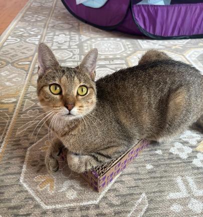 Enlarge Francine, a Adoptable Domestic Short Hair in Cincinnati, OH image 2/5