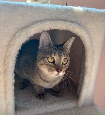Enlarge Francine, a Adoptable Domestic Short Hair in Cincinnati, OH image 4/5