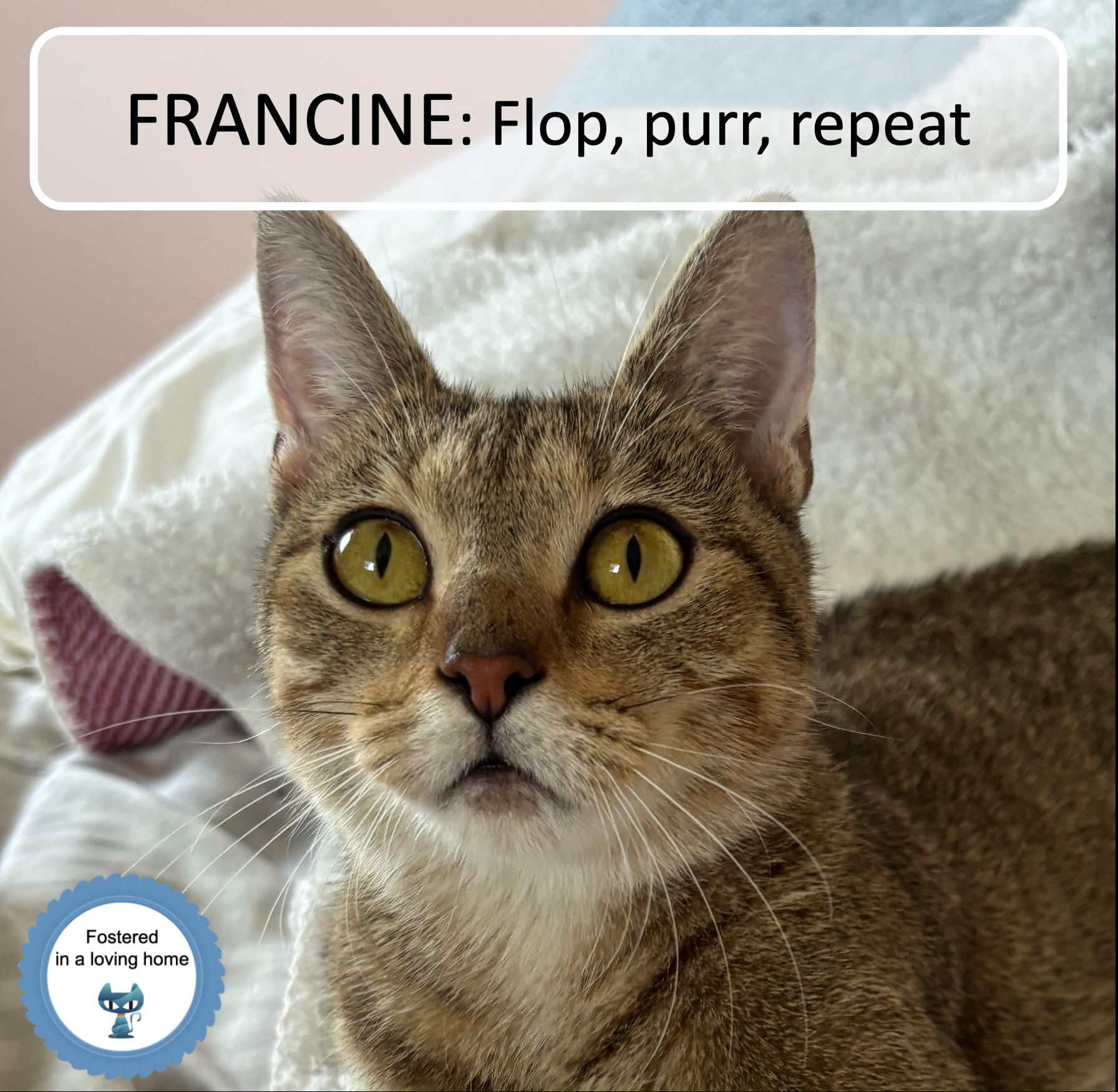 Enlarge Francine, a Adoptable Domestic Short Hair in Cincinnati, OH image 1/5