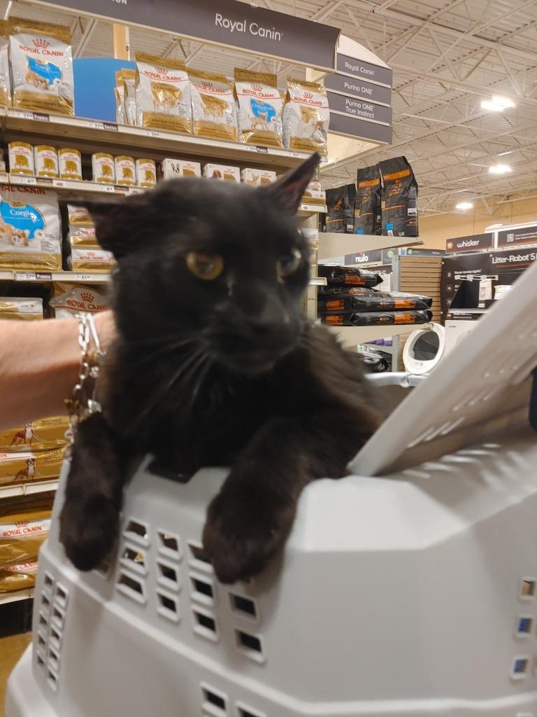 Jagger, Adopted, Young Male Domestic Short Hair.