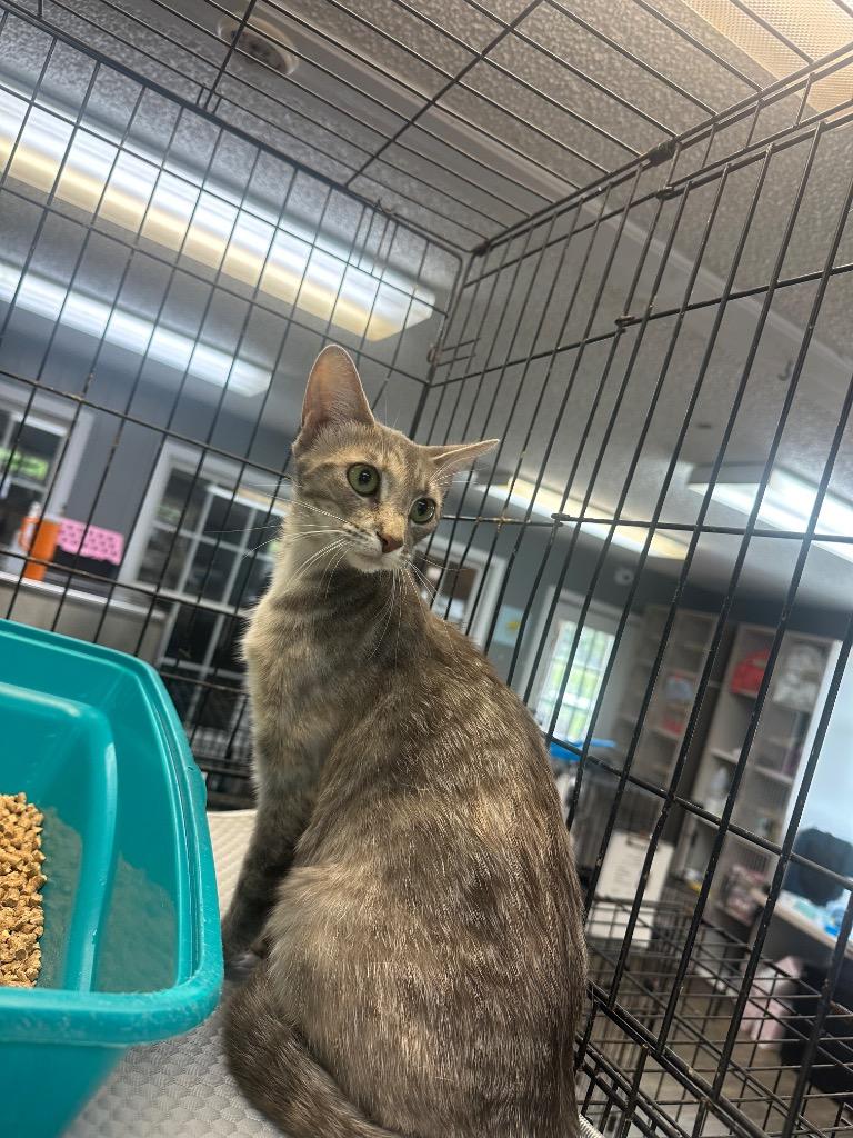 Steezy, Adoptable, Adult Female Domestic Short Hair.