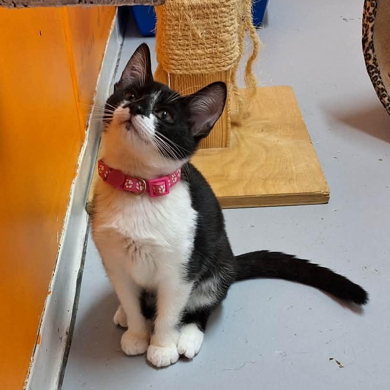 Tootsie, Adoptable, Kitten Female Domestic Short Hair.