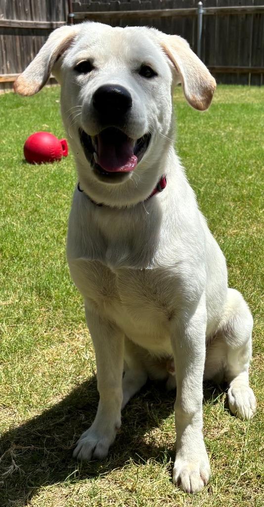 Marley, Adoptable, Puppy Male Labrador Retriever.