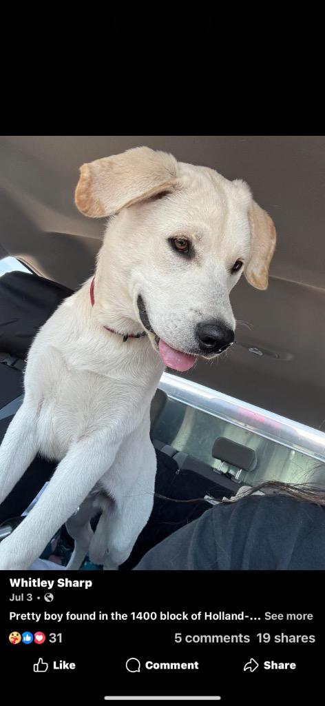 Marley, a Adoptable Labrador Retriever in Great Bend, KS image 2/2