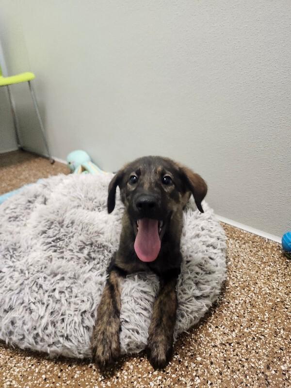 Andy, Adoptable, Young Male Shepherd & Mixed Breed.