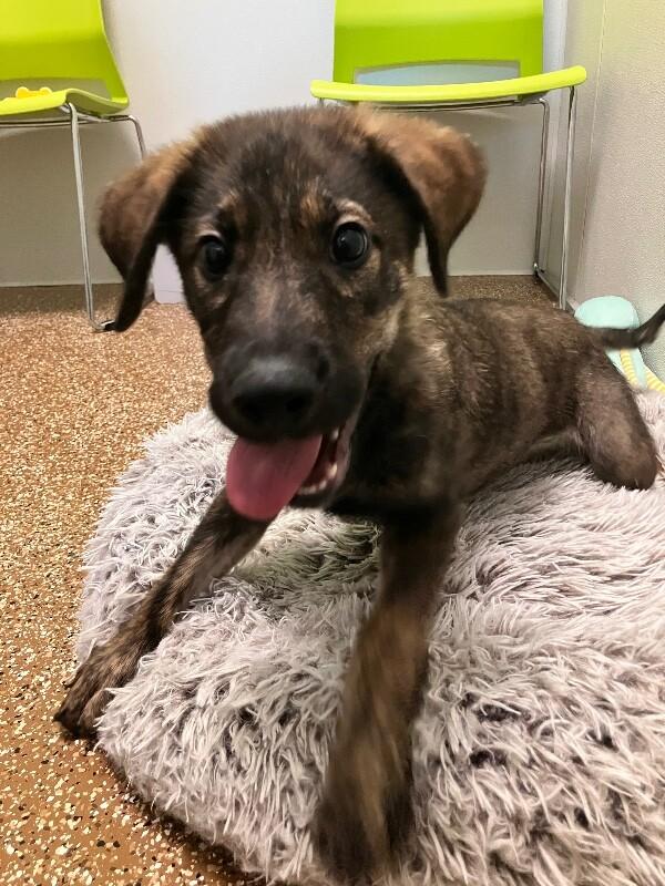 Andy, a Adoptable mixed breed in Jackson, TN image 2/4