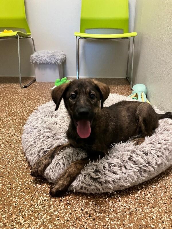 Andy, a Adoptable mixed breed in Jackson, TN image 3/4