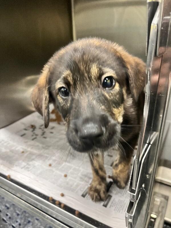 Andy, a Adoptable mixed breed in Jackson, TN image 4/4