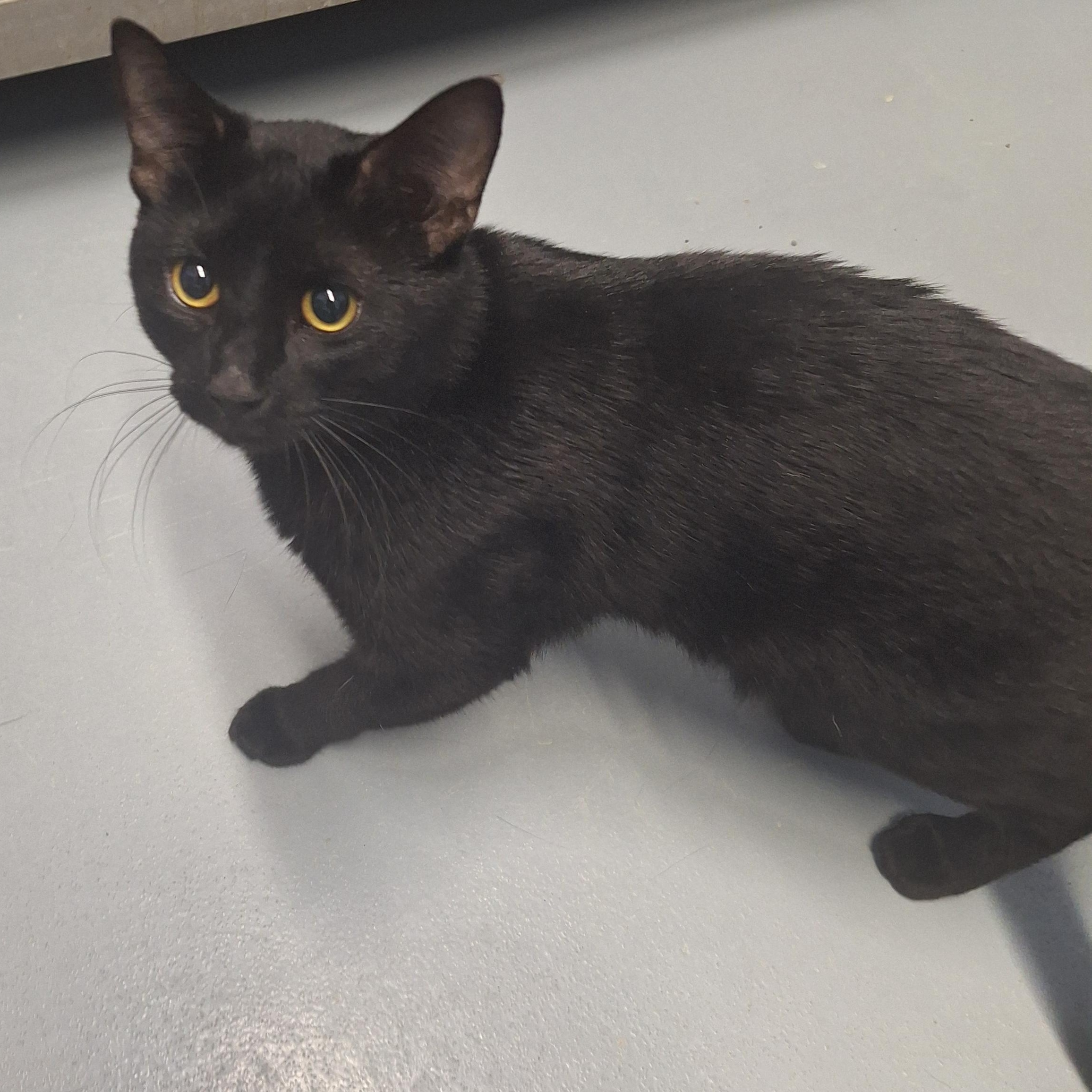 Enlarge Flapjack, a ADOPTABLE Domestic Short Hair in Lowell, AR image 2/4