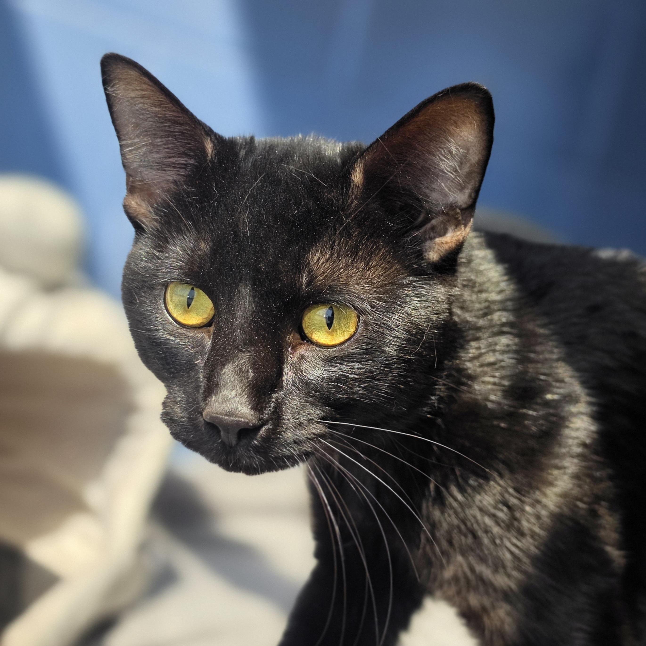 Enlarge Flapjack, a ADOPTABLE Domestic Short Hair in Lowell, AR image 3/4