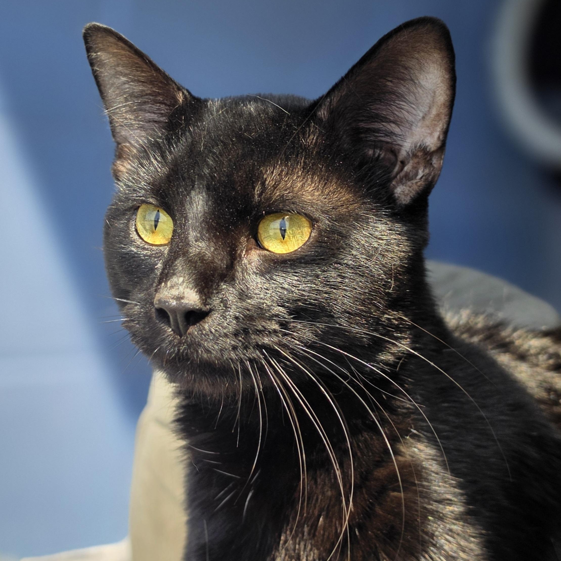 Flapjack, ADOPTABLE, Kitten Male Domestic Short Hair.