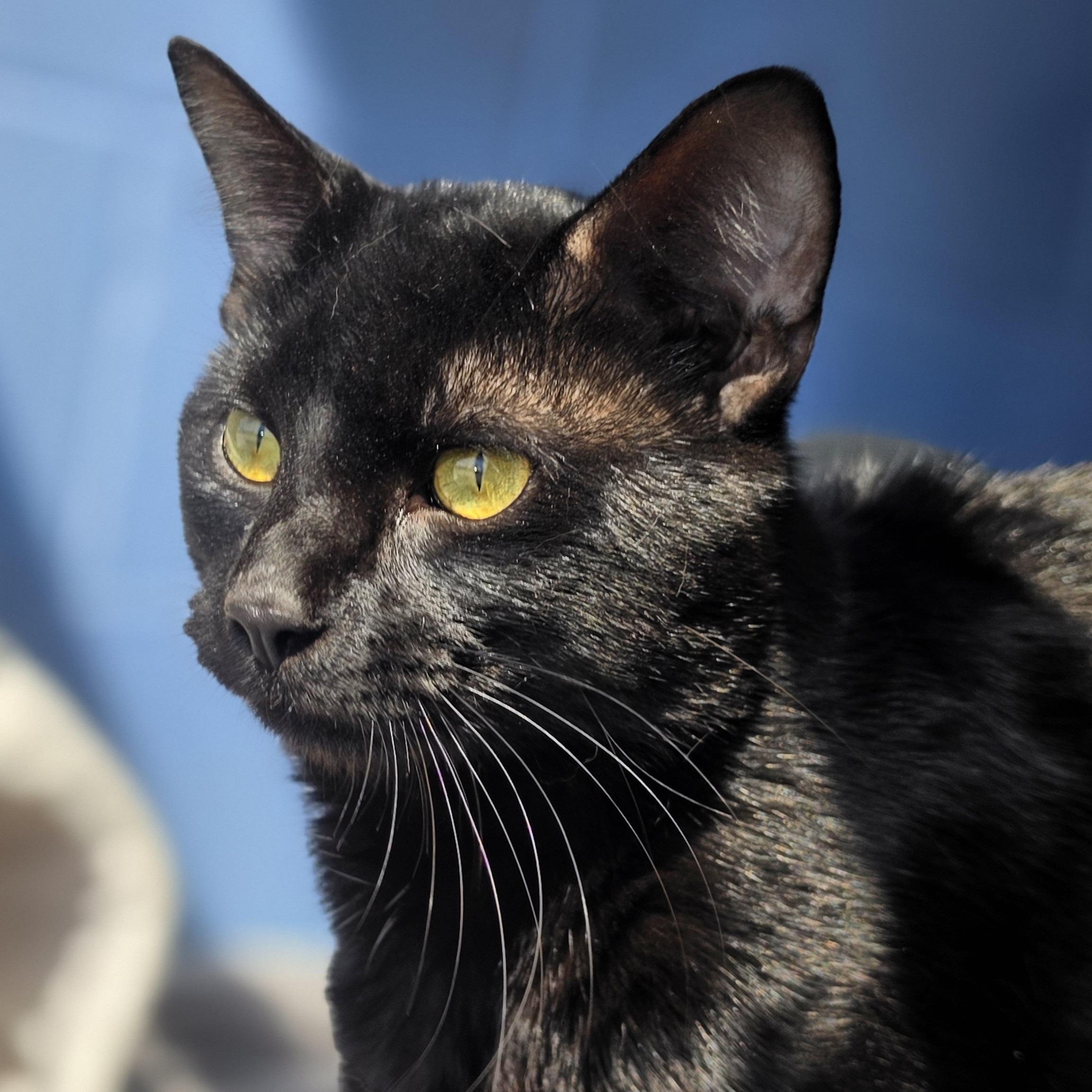 Enlarge Flapjack, a ADOPTABLE Domestic Short Hair in Lowell, AR image 4/4
