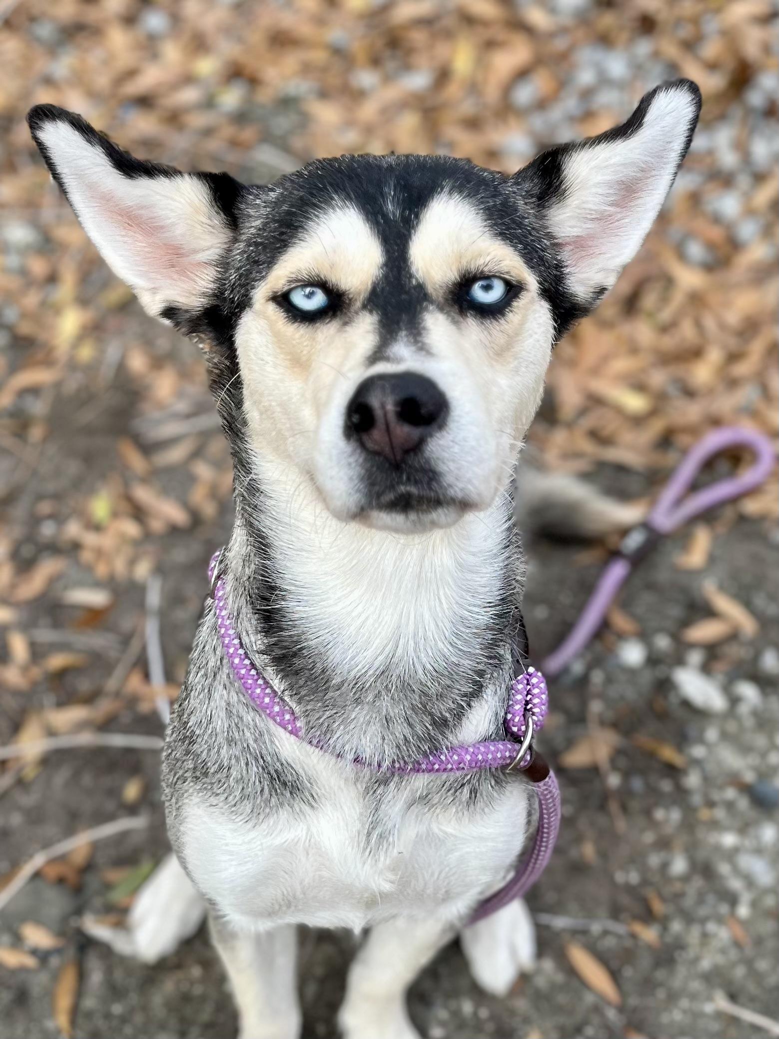 Enlarge Meadow, a ADOPTABLE mixed breed in Mt Pleasant, SC image 3/5