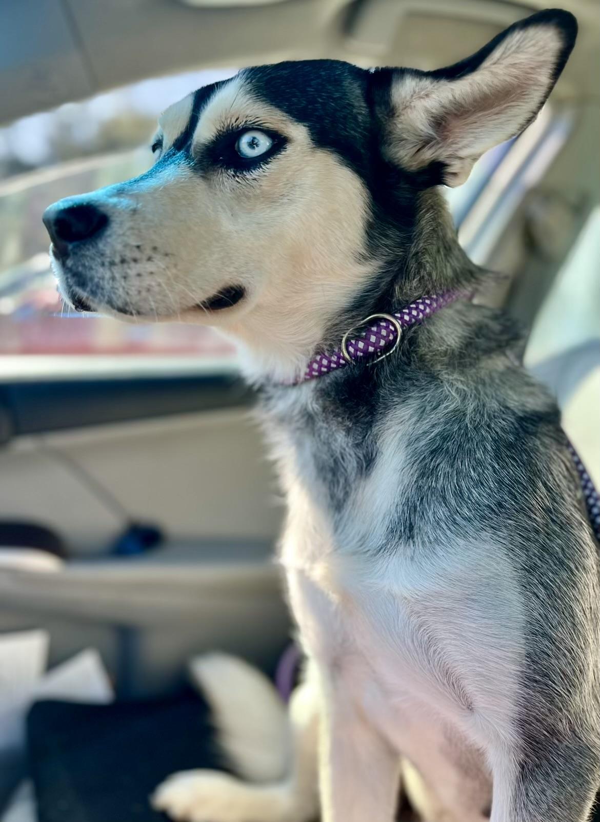 Enlarge Meadow, a ADOPTABLE mixed breed in Mt Pleasant, SC image 4/5