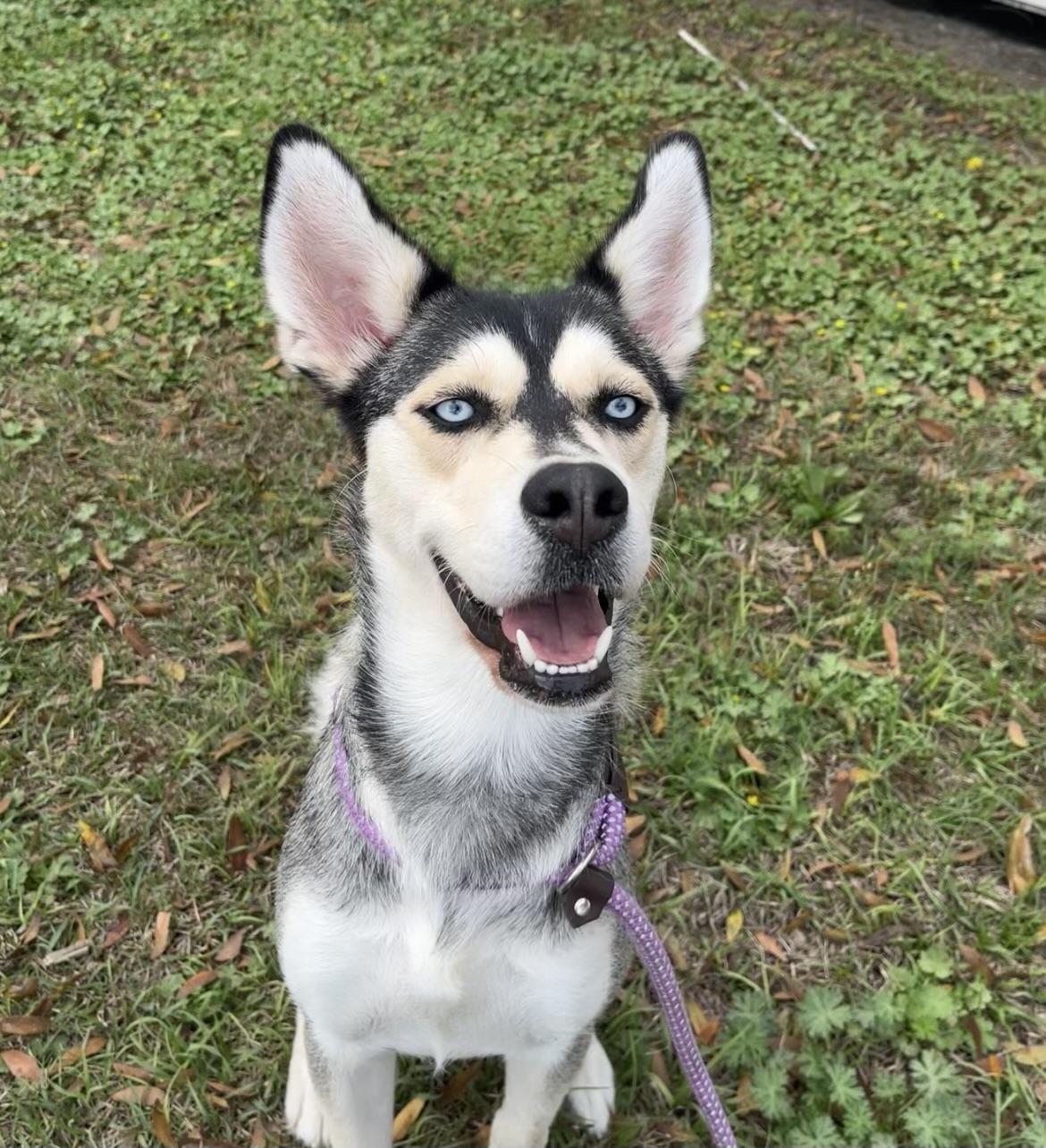 Enlarge Meadow, a ADOPTABLE mixed breed in Mt Pleasant, SC image 5/5