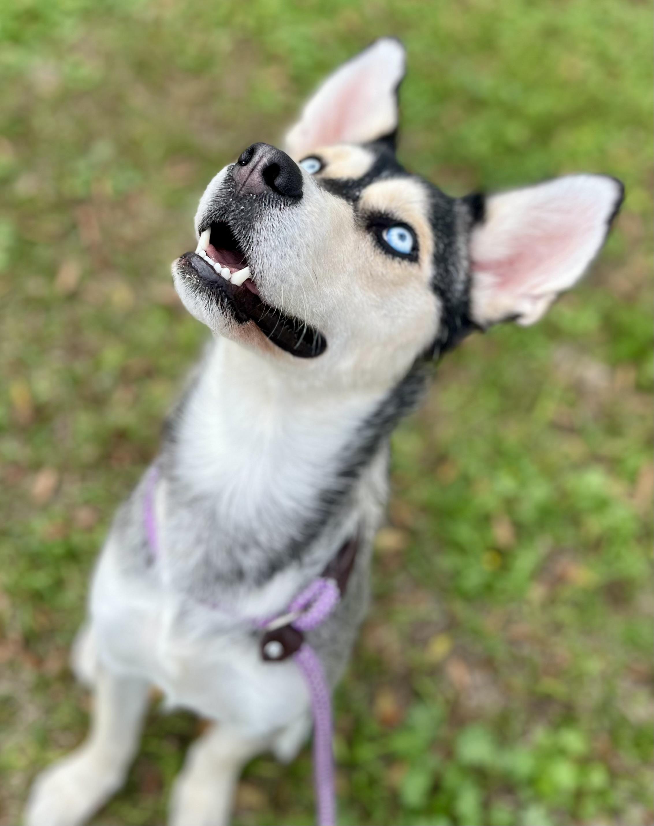 Enlarge Meadow, a ADOPTABLE mixed breed in Mt Pleasant, SC image 2/5