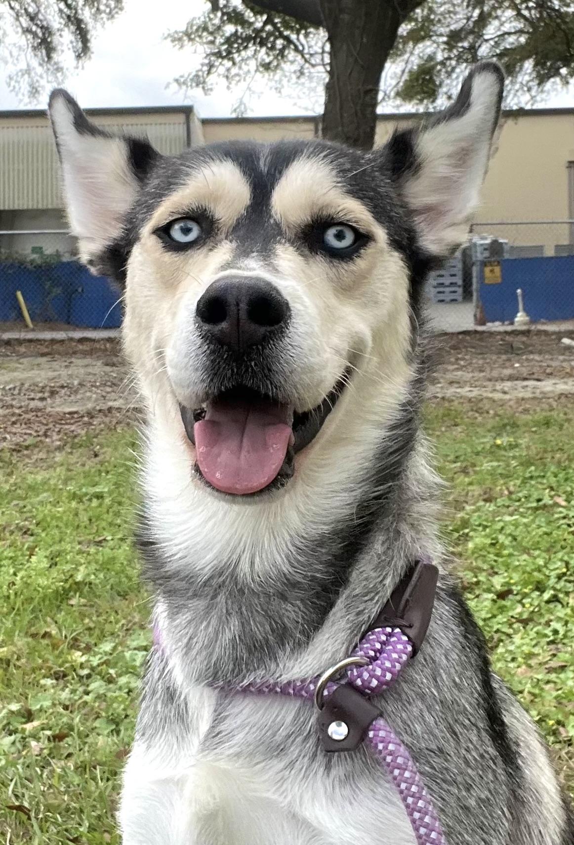 Meadow, ADOPTABLE, Adult Female Husky.