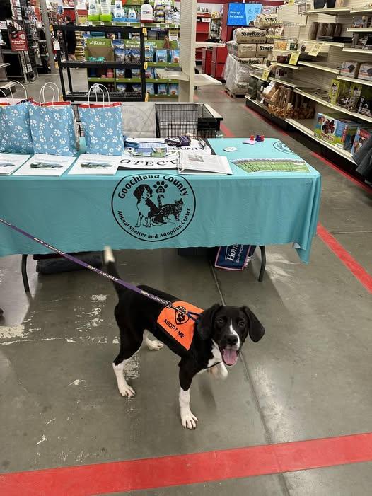 Clyde , ADOPTABLE, Young Male Hound & American Bully.